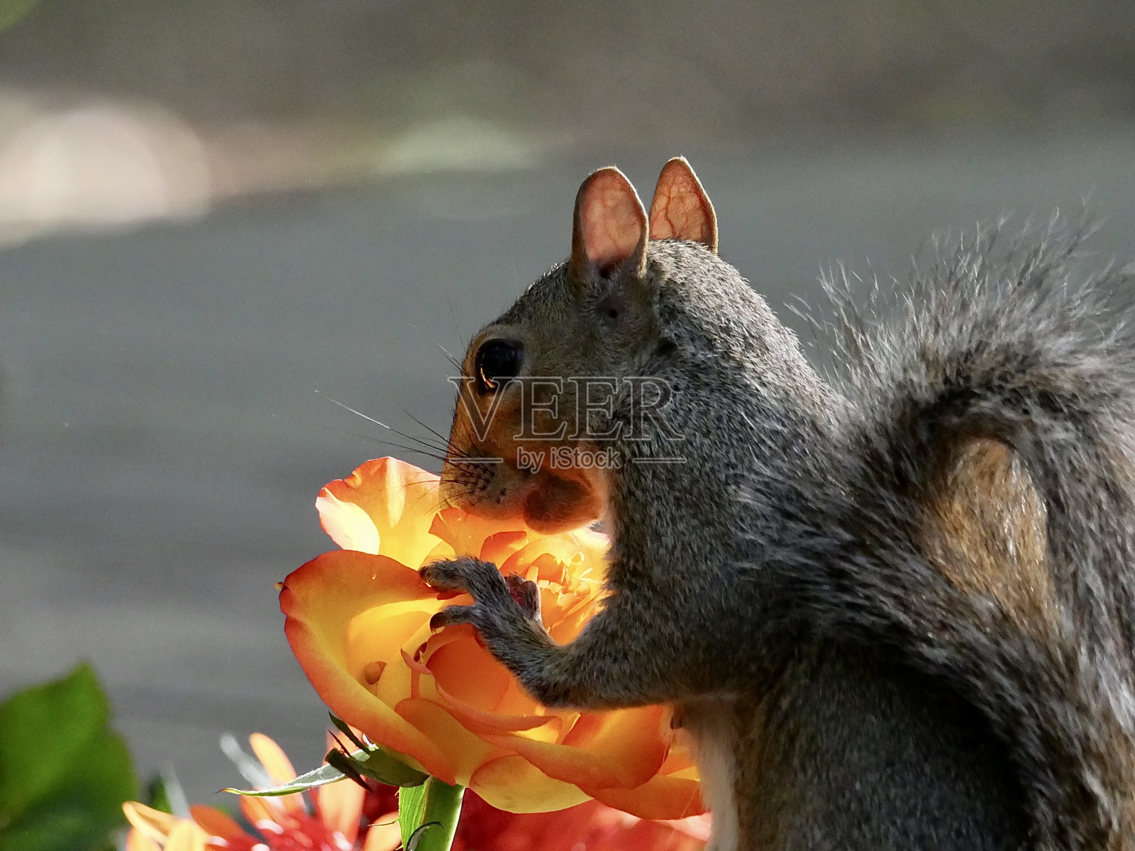 松鼠在夕阳下闻玫瑰照片摄影图片