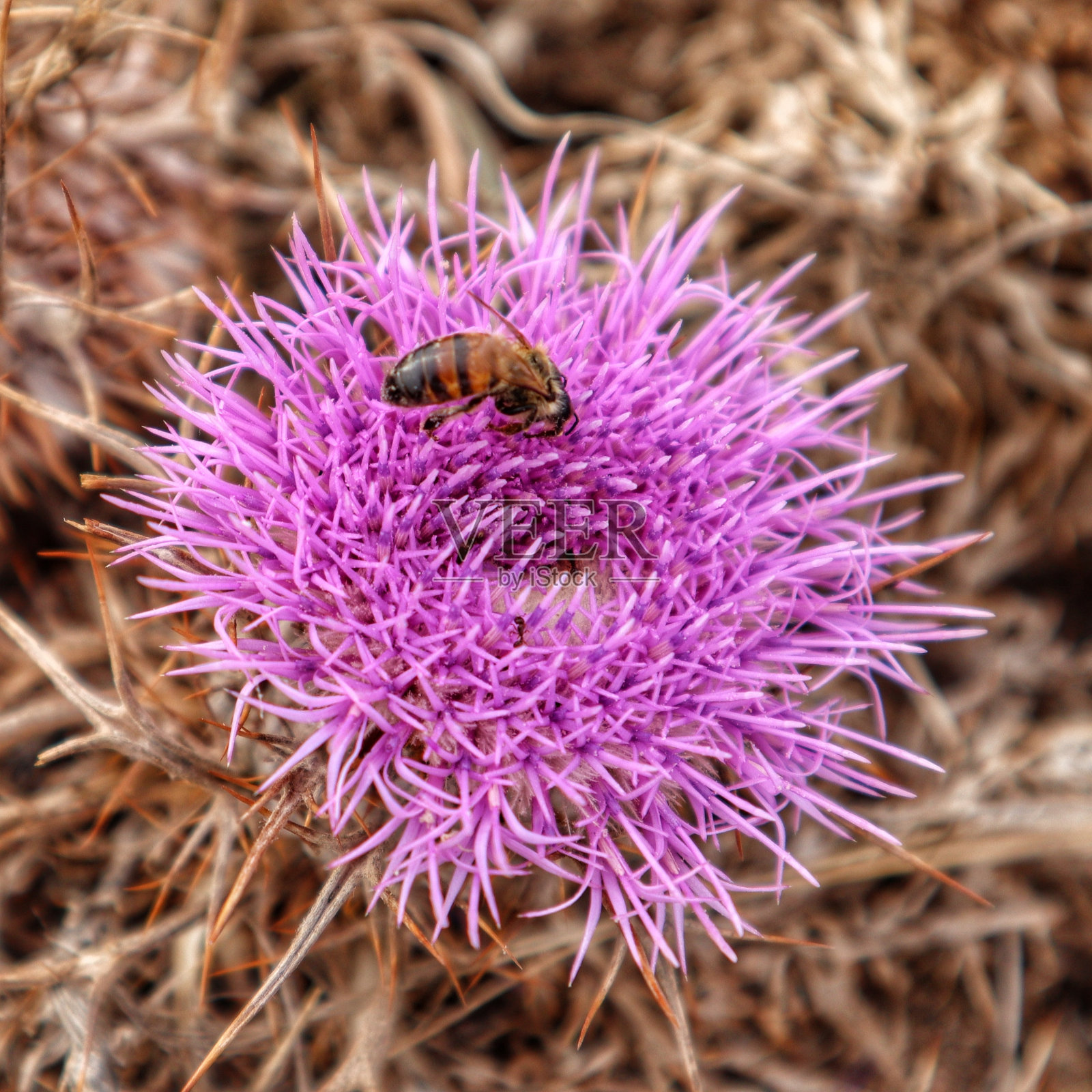 有刺的紫色花和蜜蜂照片摄影图片