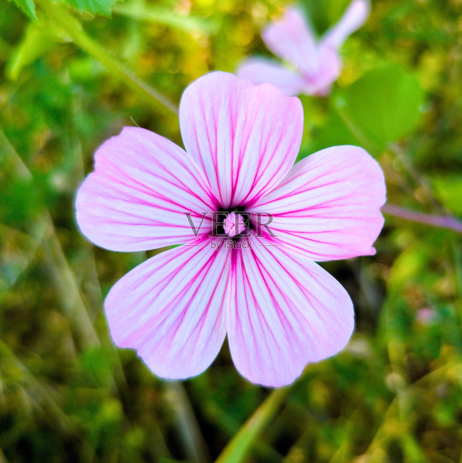 女王淡紫色照片摄影图片