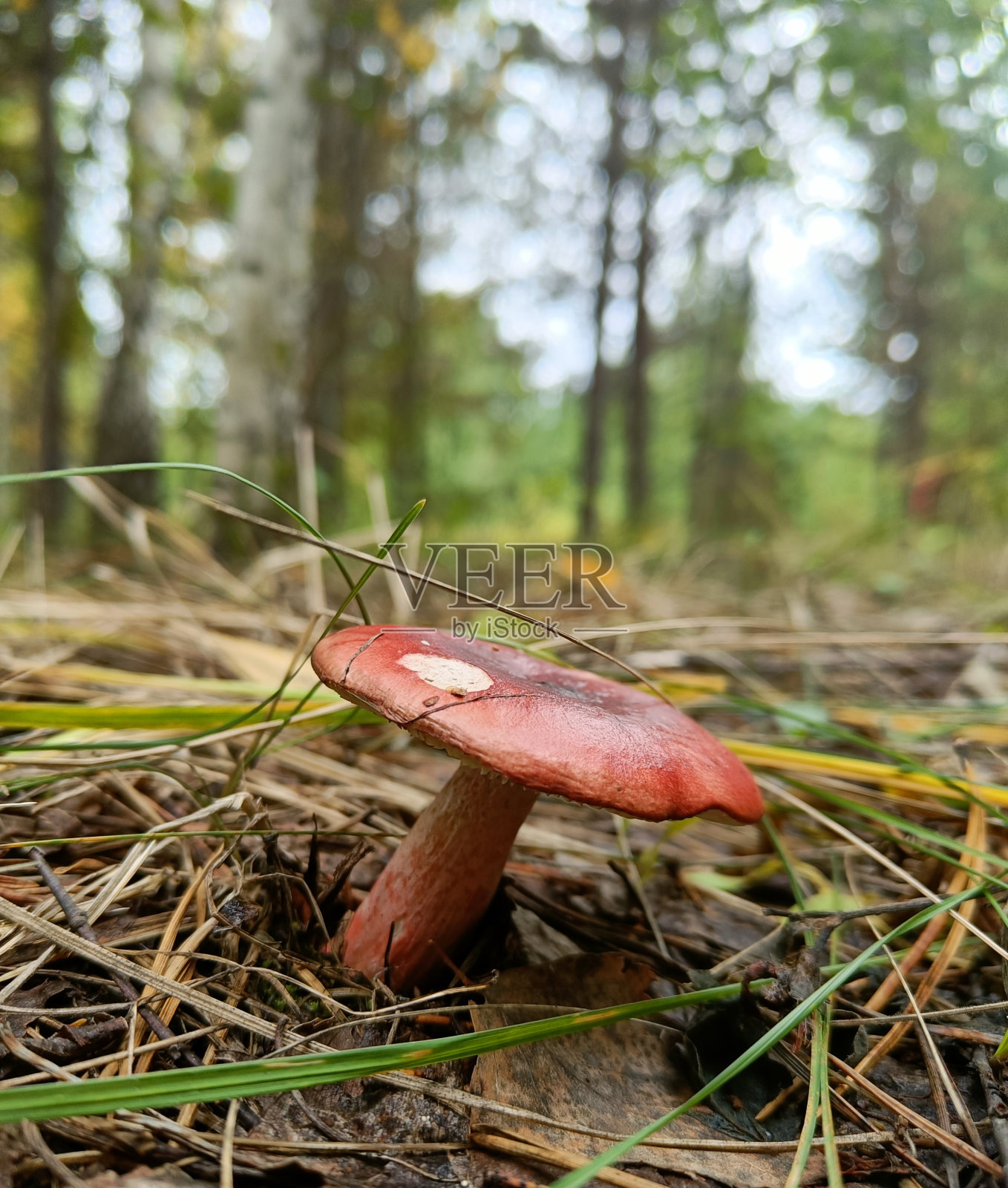 秋天森林里的蘑菇照片摄影图片