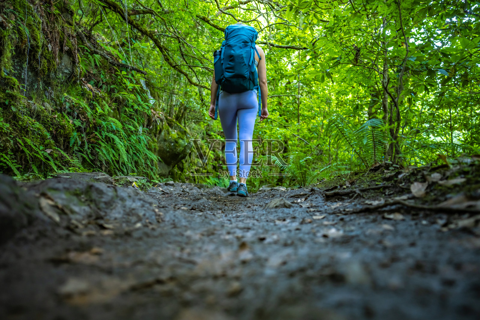 低角度拍摄的背包客游客走在绿色的热带雨林水道小径长满了植物。欧洲葡萄牙马德拉岛caldeir<e:1> o Verde的勒瓦达。照片摄影图片