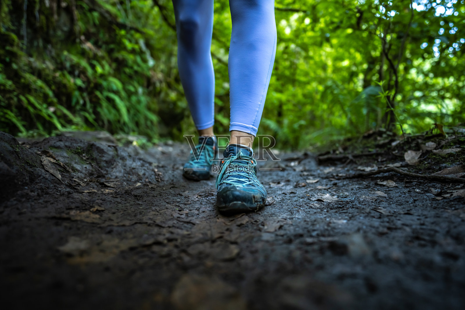 低角度拍摄的游客的腿走在绿色的热带雨林水道小径长满了植物。欧洲葡萄牙马德拉岛caldeir<e:1> o Verde的勒瓦达。照片摄影图片