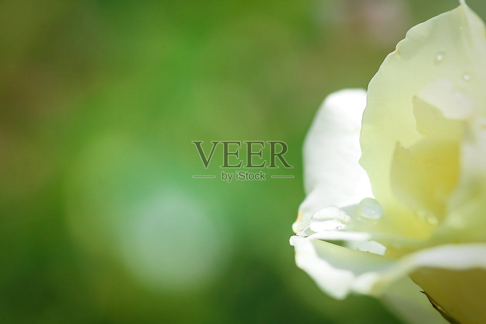 雨滴落在白玫瑰花瓣上。美丽的背景与植物和鲜花。照片摄影图片