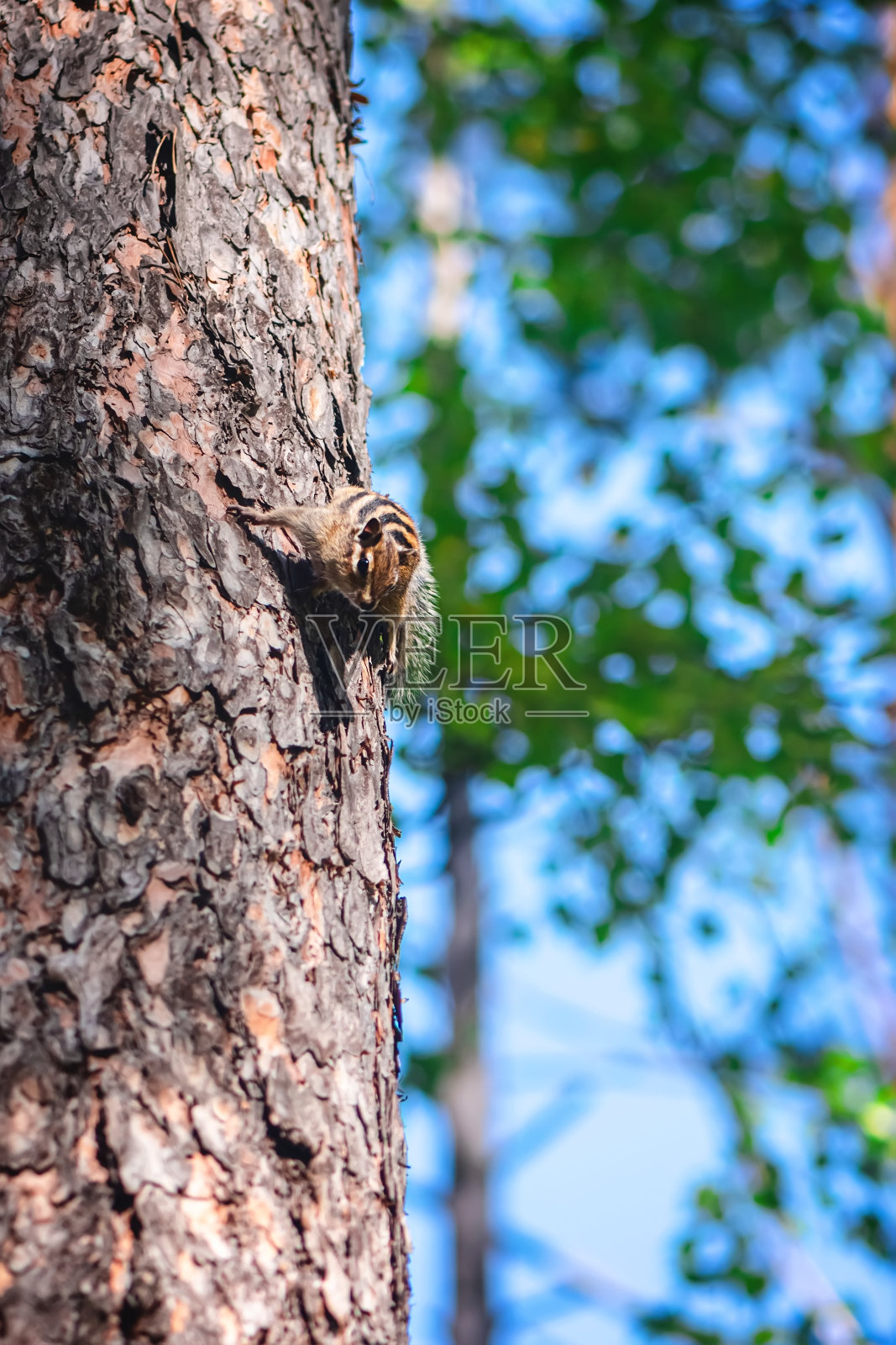 可爱的花栗鼠在森林的树上照片摄影图片