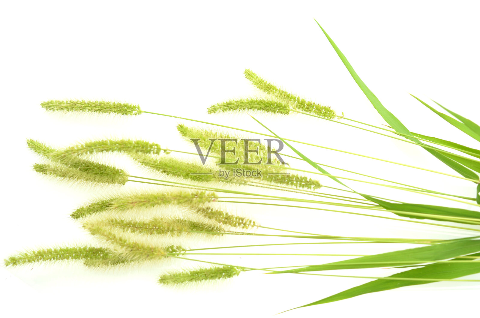 羊角草的枝照片摄影图片