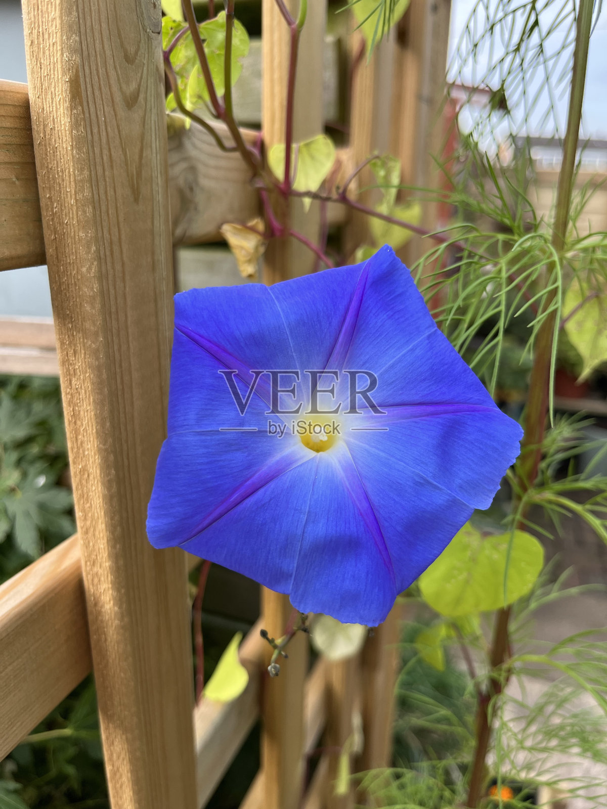 蓝色牵牛花头照片摄影图片