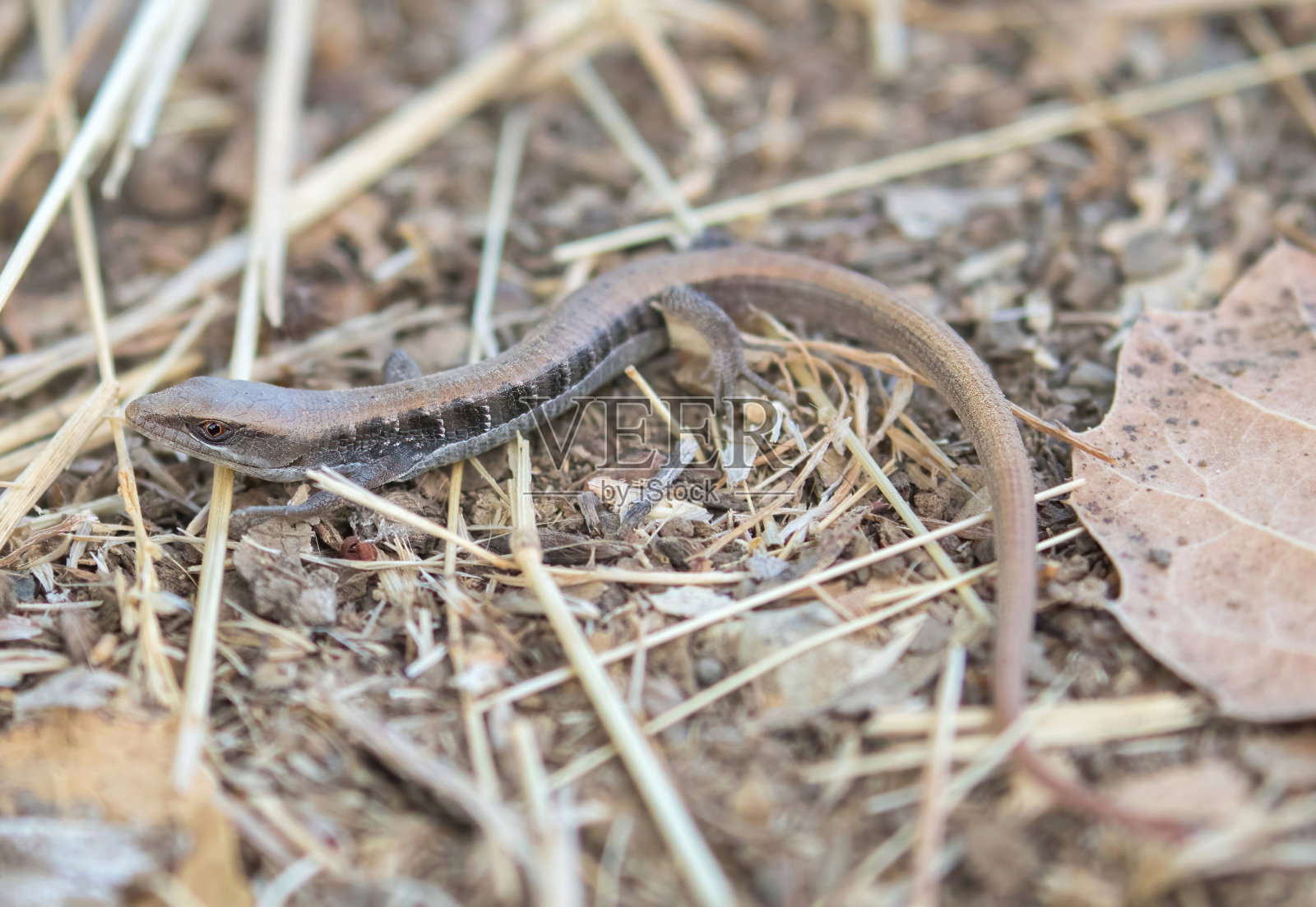 森林鳄蜥幼崽照片摄影图片