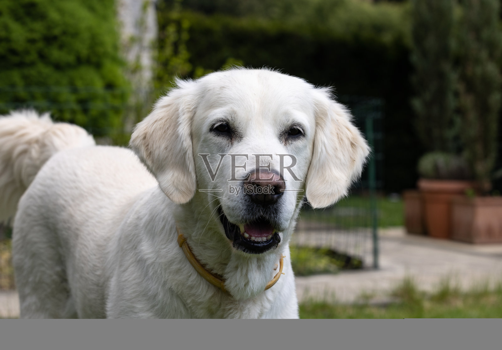 美丽的金毛猎犬在花园的绿草地上照片摄影图片