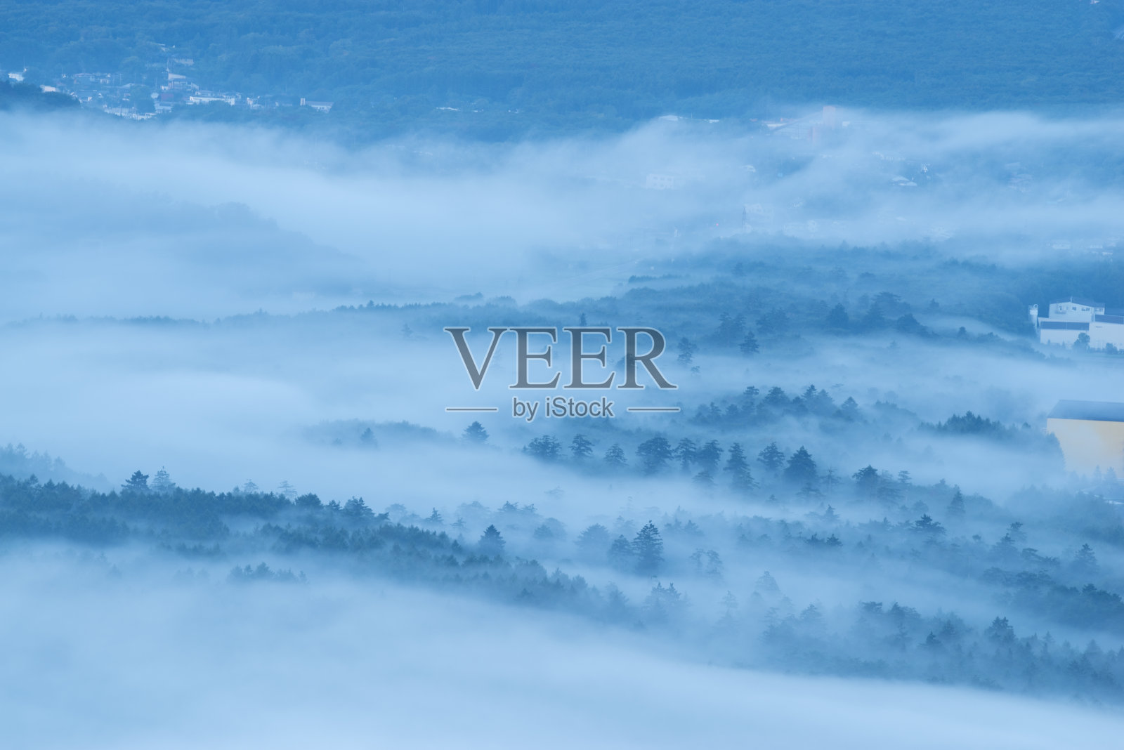 雾蒙蒙的森林照片摄影图片