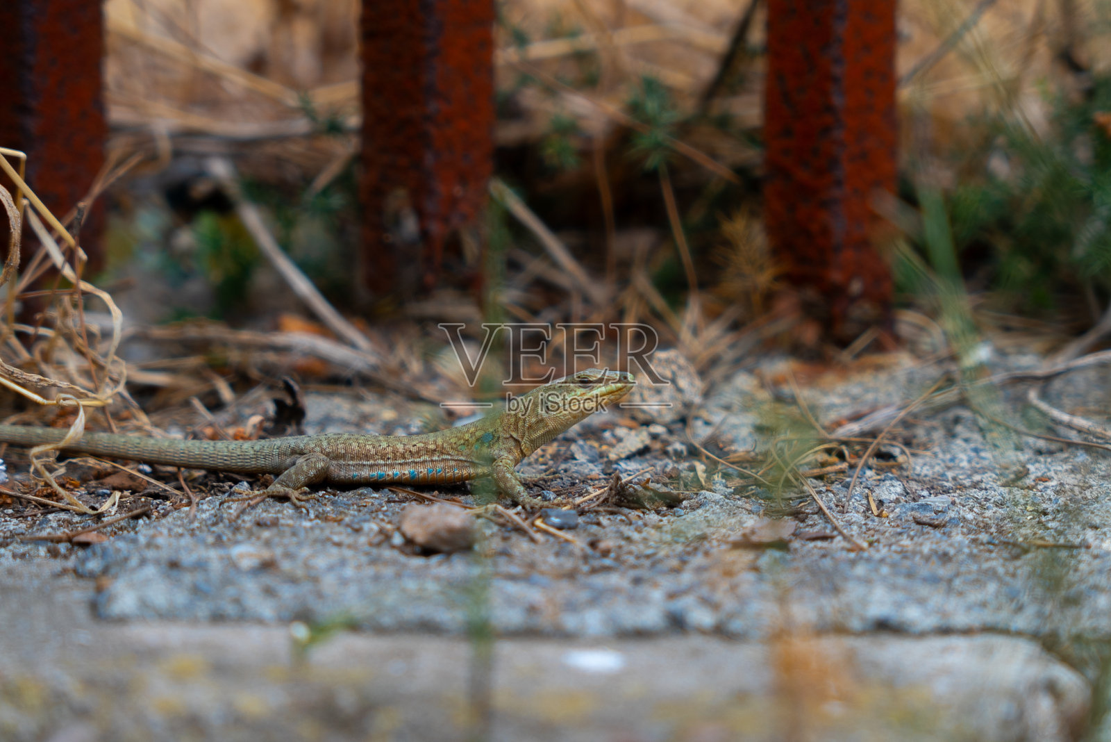 布尤卡达的普林基波希腊东正教孤儿院(土耳其语:Buyukada Rum Yetimhanesi)。照片摄影图片