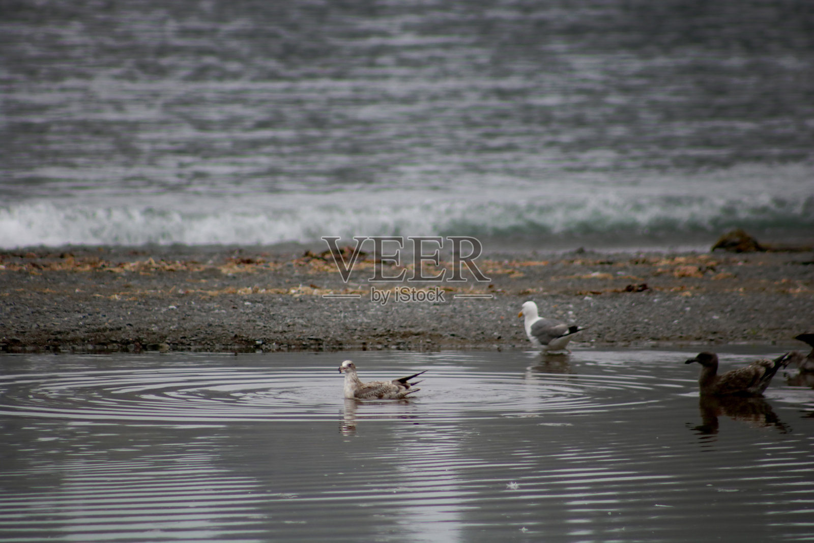俄勒冈州海滩上的水池里的海鸥，背景是太平洋海滩照片摄影图片