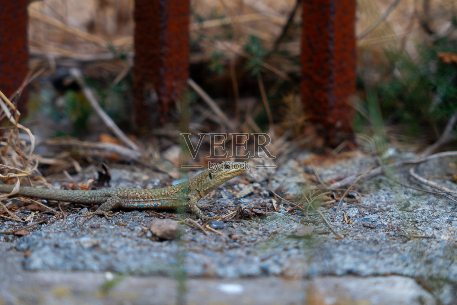 布尤卡达的普林基波希腊东正教孤儿院(土耳其语:Buyukada Rum Yetimhanesi)。照片摄影图片