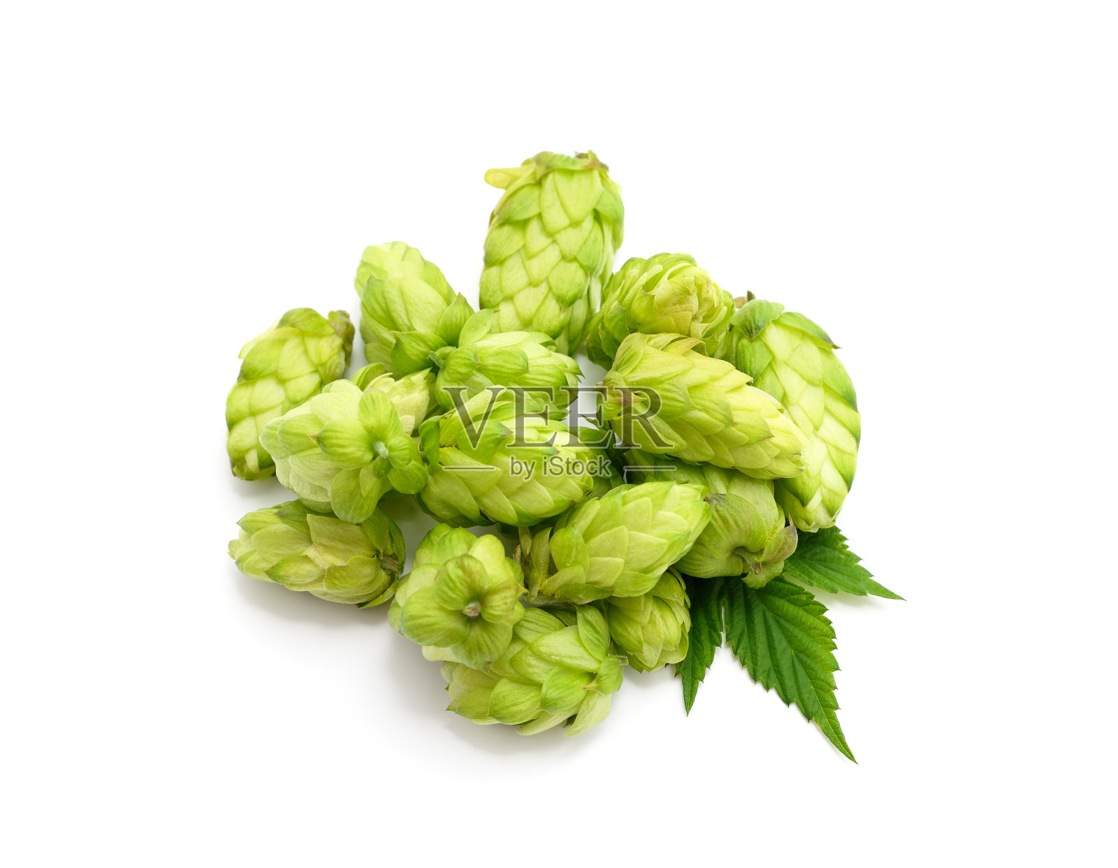 绿色的啤酒花和一把叶子。照片摄影图片