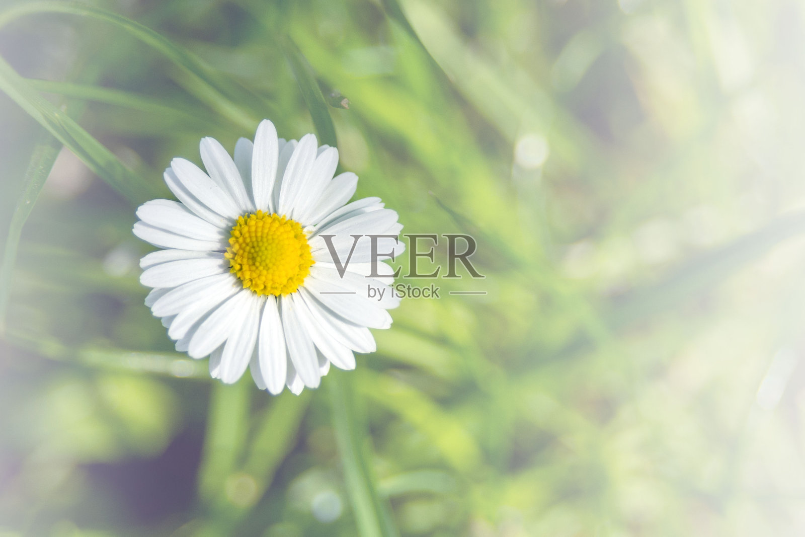 花园中娇嫩的白色洋甘菊或百年花。花卉背景，选择性聚焦照片摄影图片