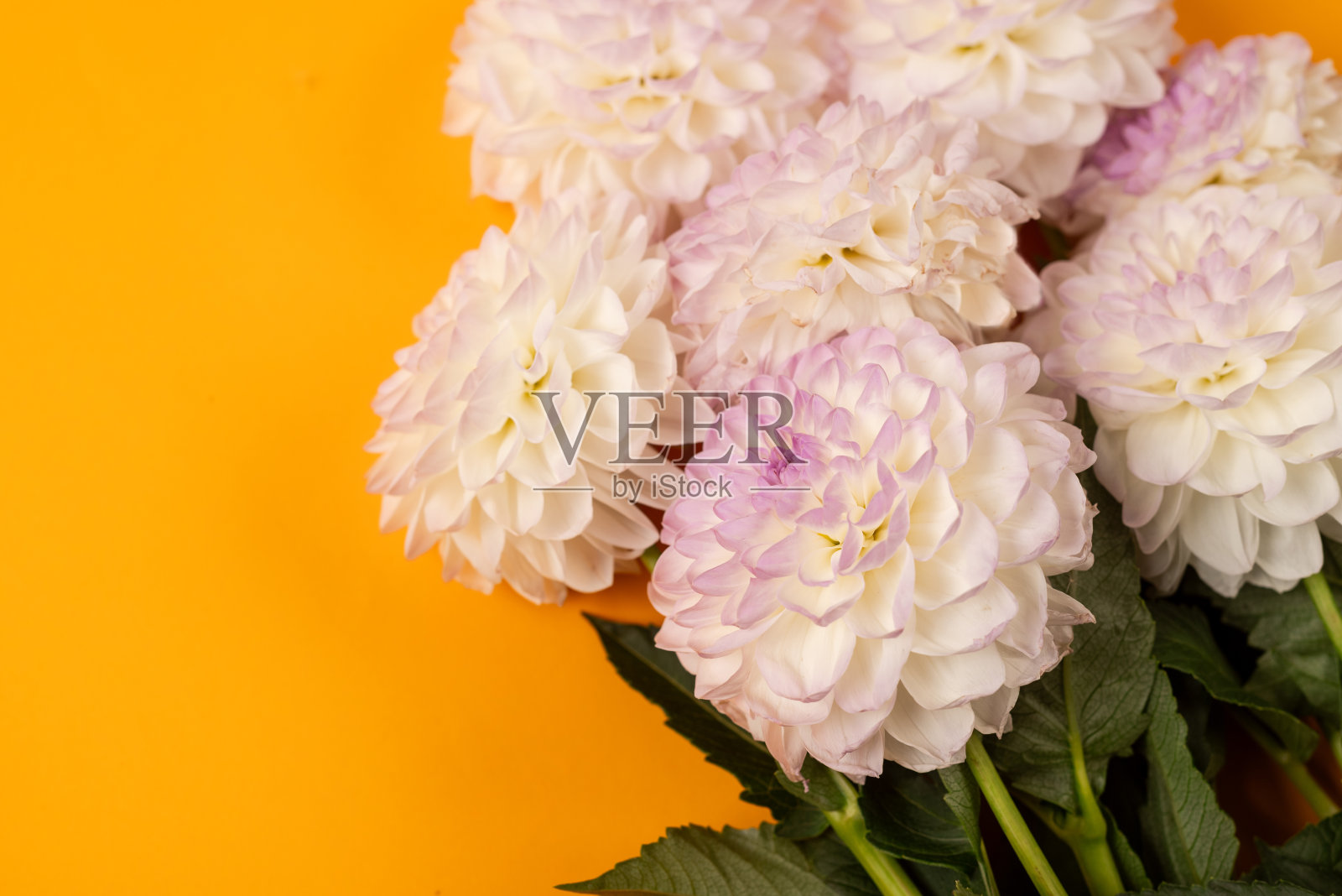 黄色背景上美丽的秋天白色大丽花照片摄影图片