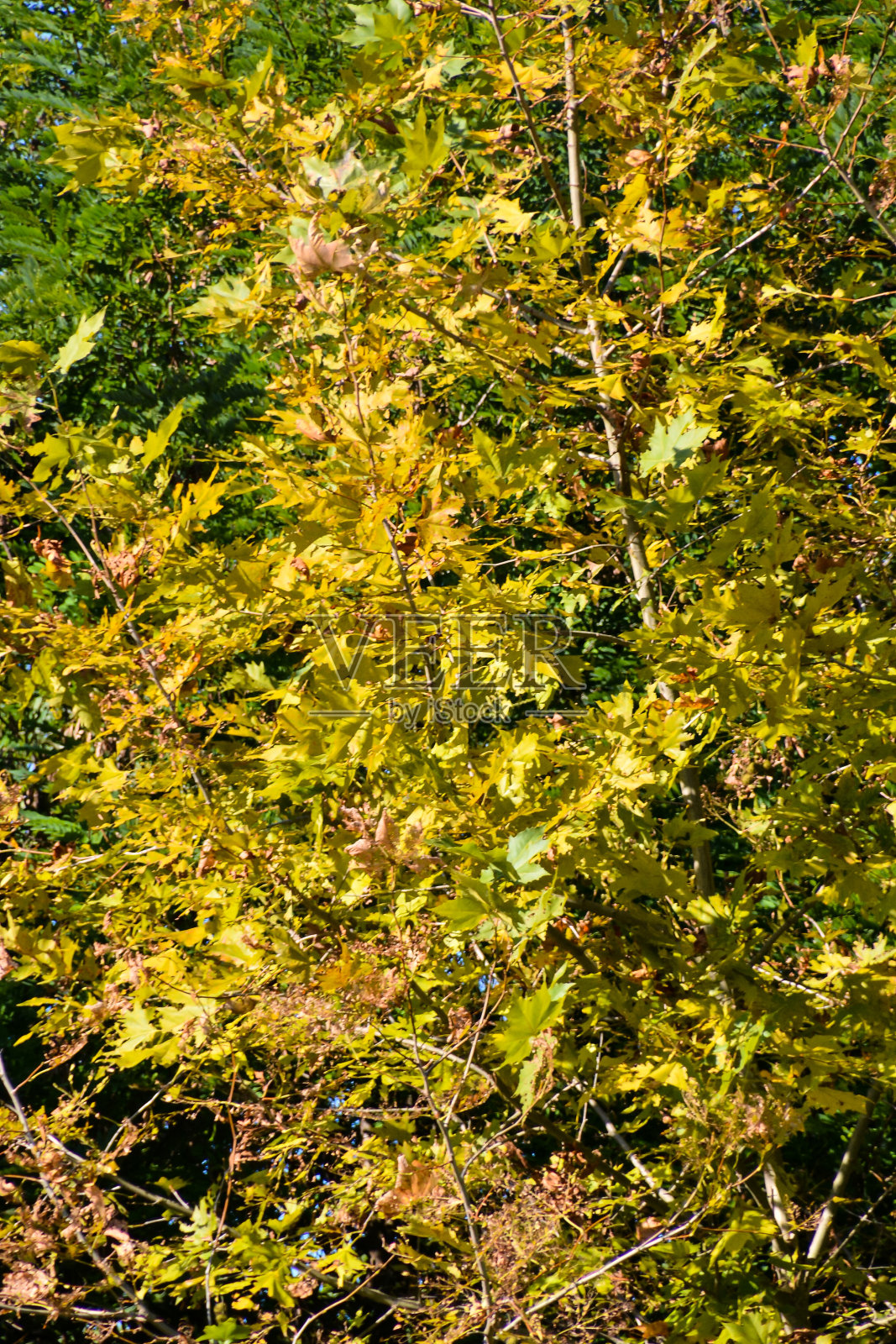 叶片背景纹理图案照片摄影图片