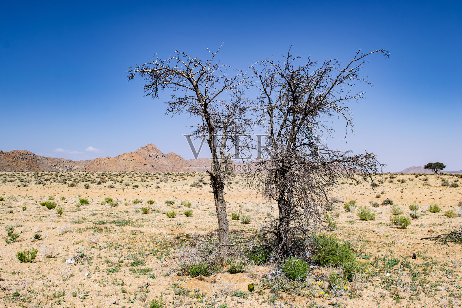 布什的土地照片摄影图片