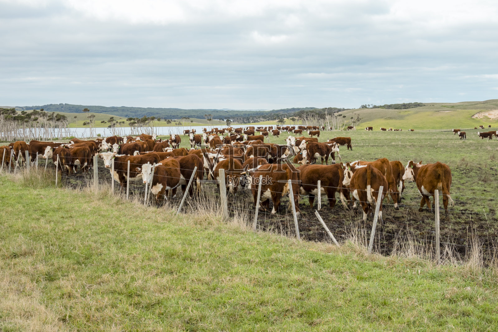 图为国王岛农田里的奶牛照片摄影图片