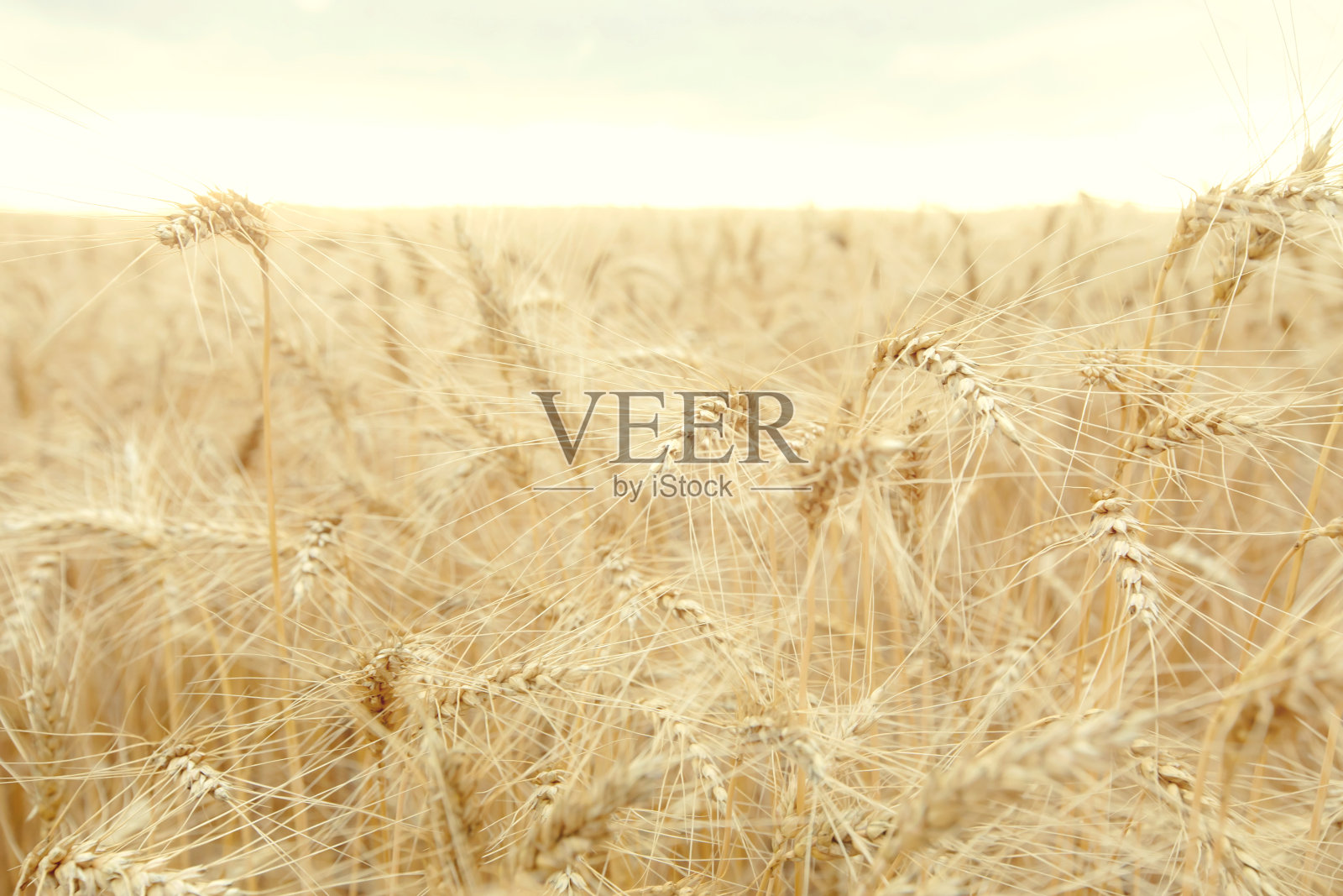 长着成熟黄小麦的田地。田间小麦的小穗。照片摄影图片