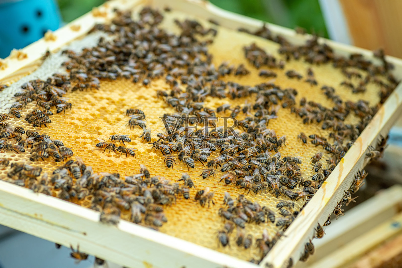 蜂房上的蜜蜂，俯视图。蜜蜂的蜜房。养蜂。养蜂场。木制的蜂巢和蜜蜂。有蜜蜂的蜂巢，蜂巢的框架，俯视图。照片摄影图片