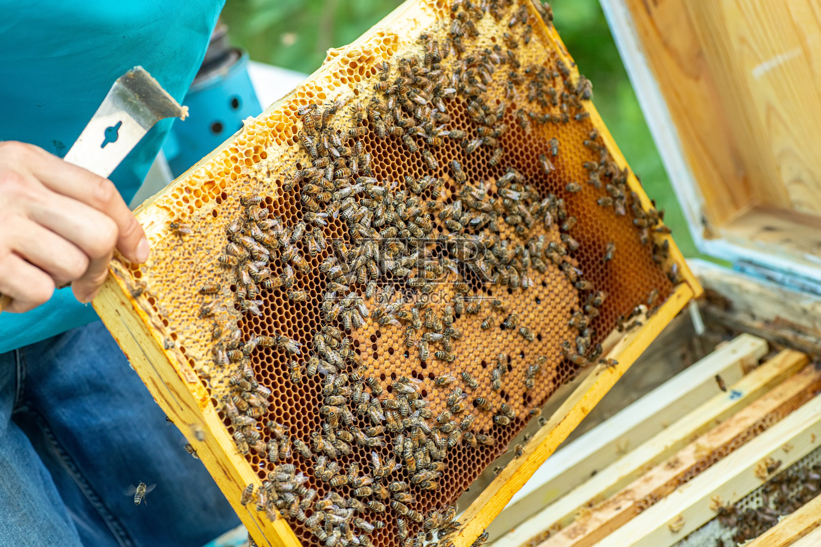蜂房上的蜜蜂，背景。蜜蜂的蜜房。养蜂。养蜂场。木制的蜂巢和蜜蜂。养蜂和蜂蜜生产形象。照片摄影图片