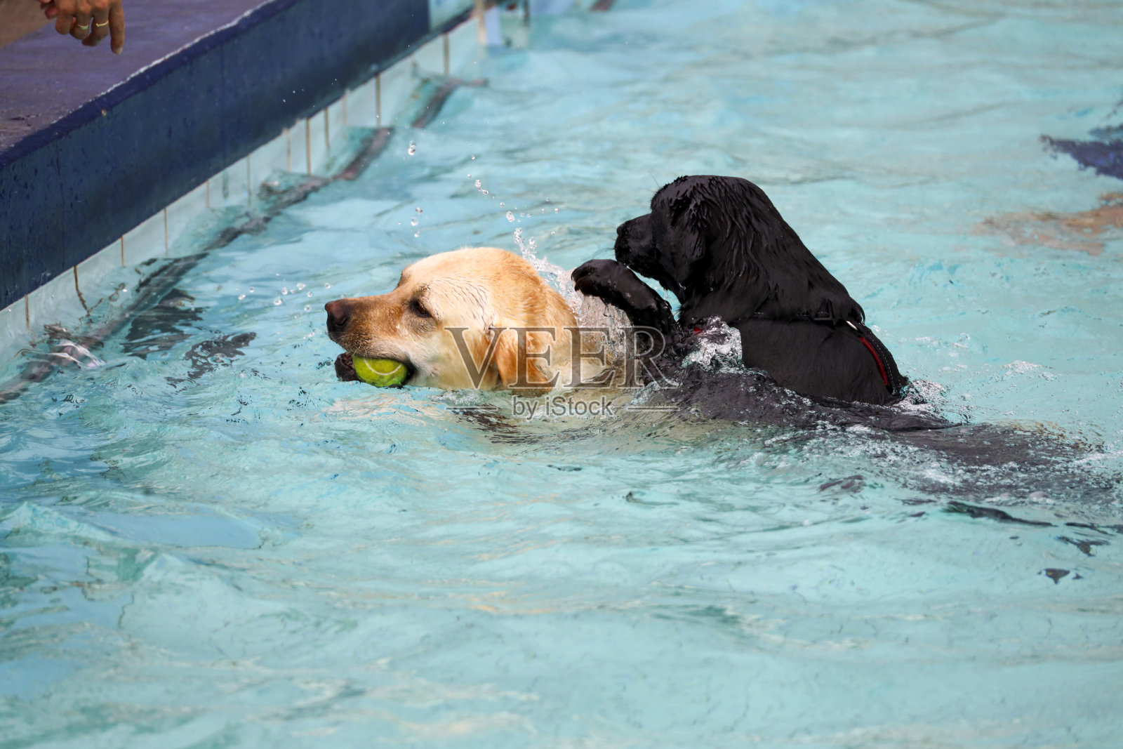 大热天，狗在泳池里玩耍照片摄影图片