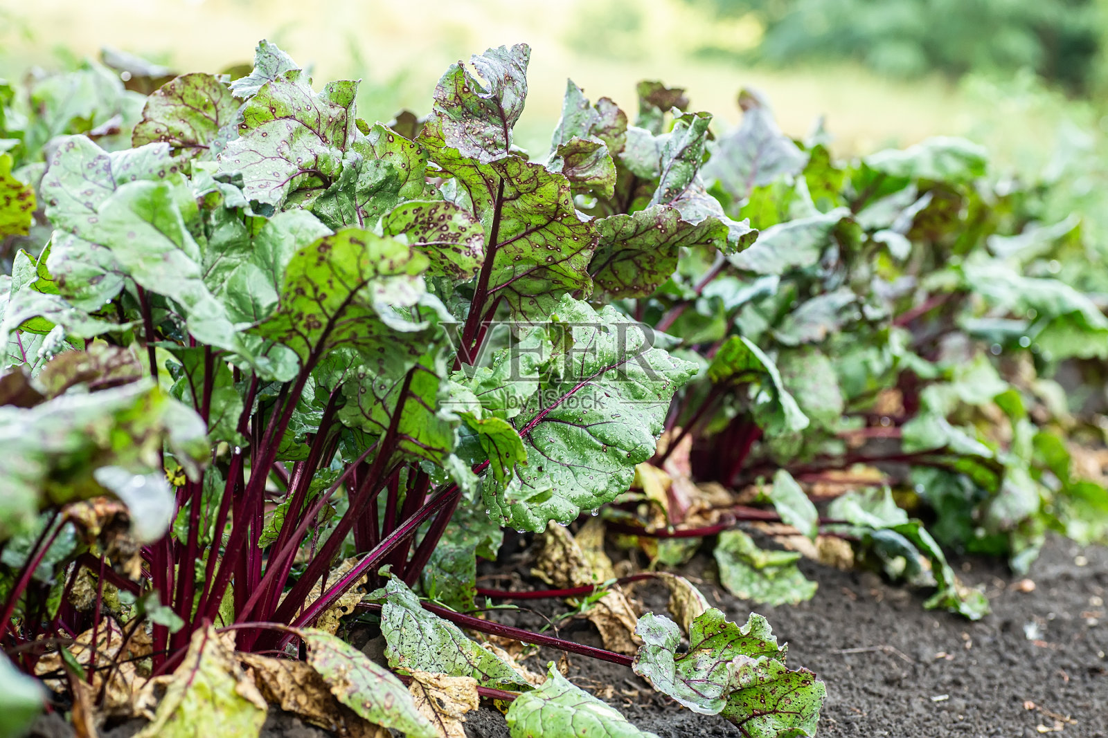 一排绿色的甜菜幼苗生长在有机农场。照片摄影图片