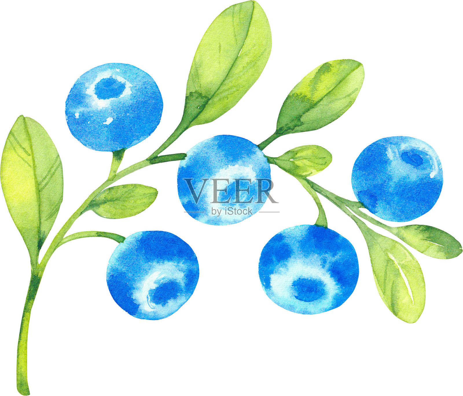 蓝莓，水彩手绘插画素描风格。树枝，浆果和树叶在一个孤立的白色背景。插画图片素材