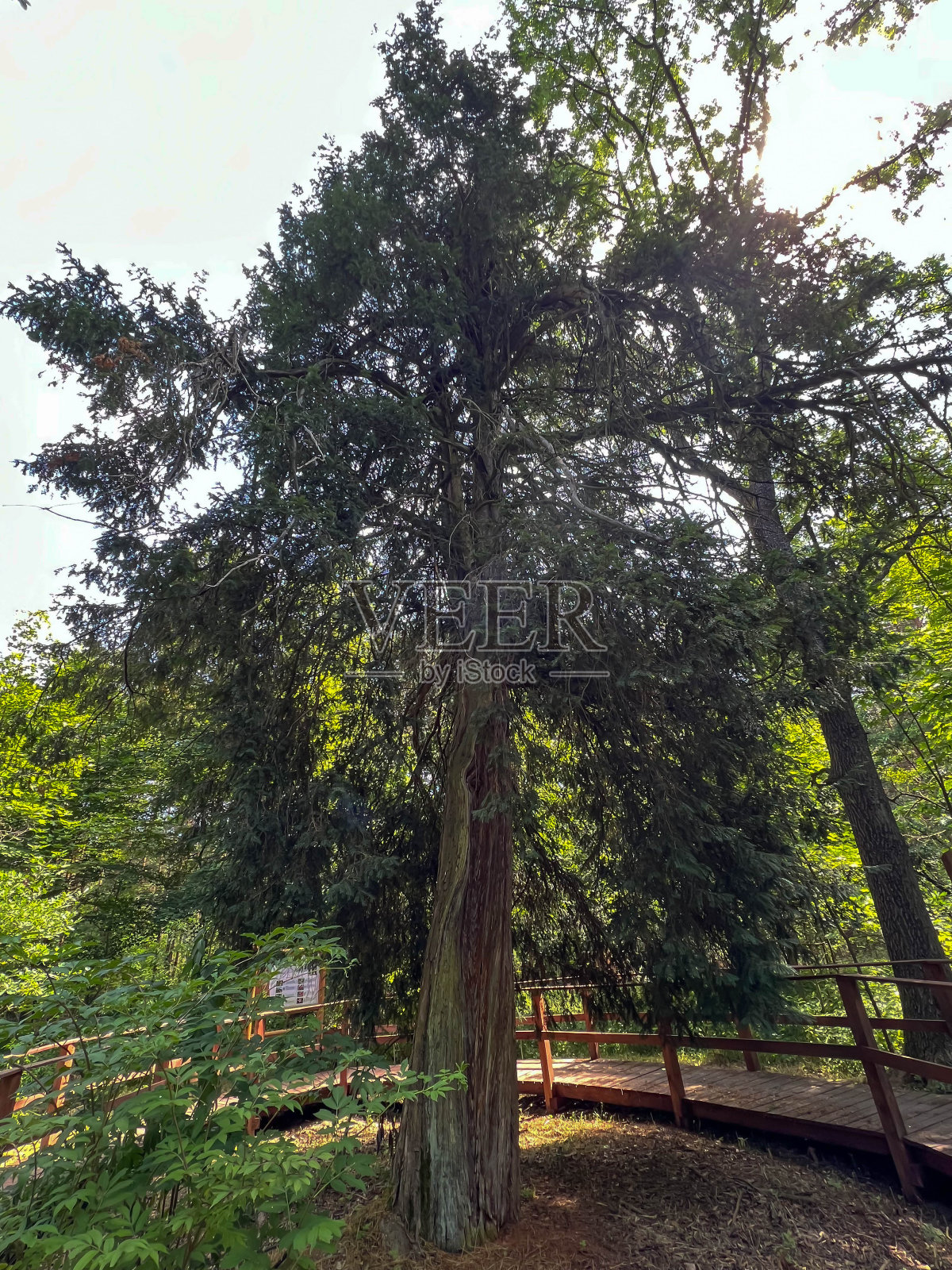 波兰Kalety附近的Swieklanieckie森林中，Donnersmarck紫杉是西里西亚的一棵古树。照片摄影图片