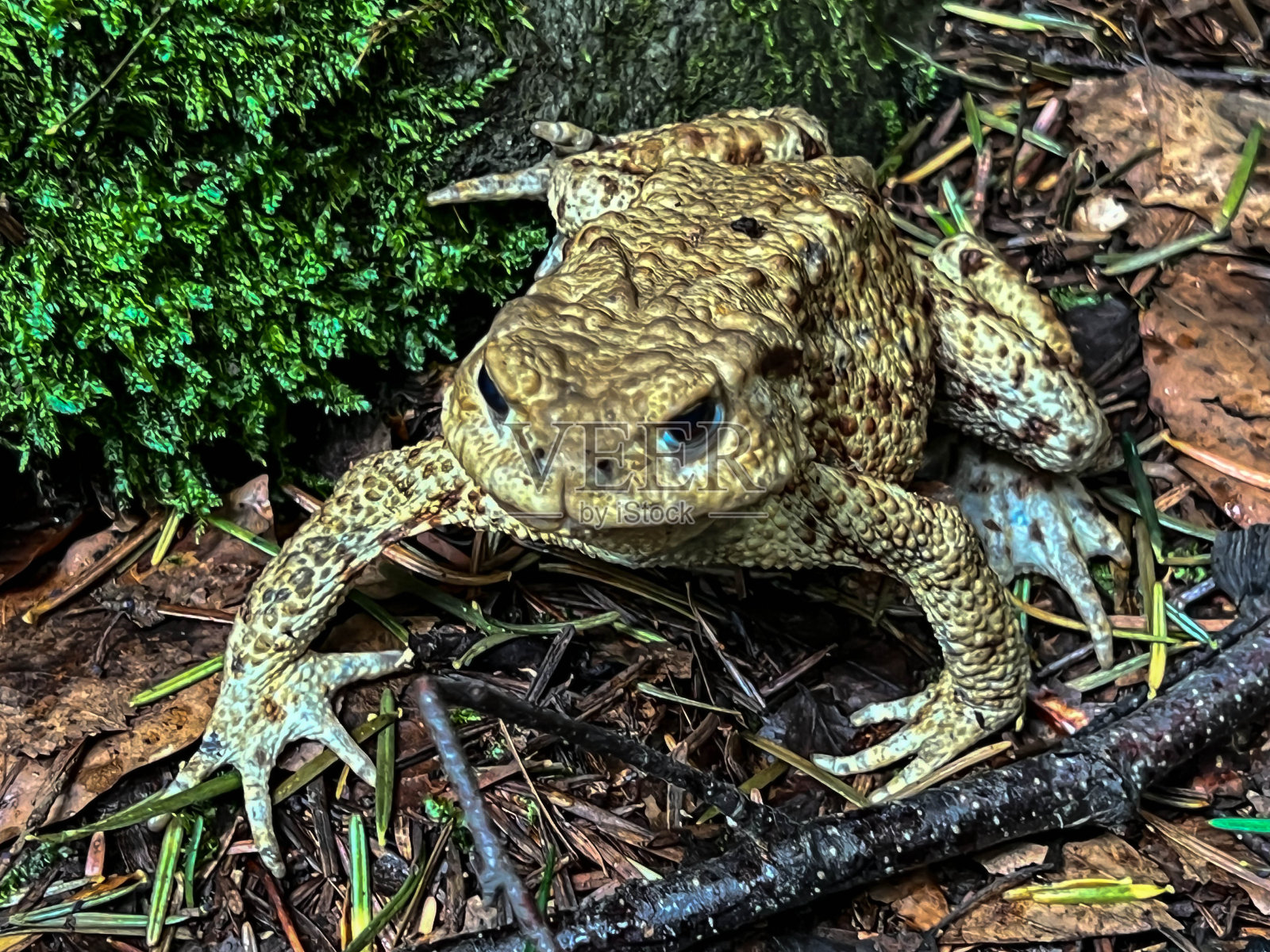 阿嘎蟾蜍在雨中待在山区的森林里照片摄影图片