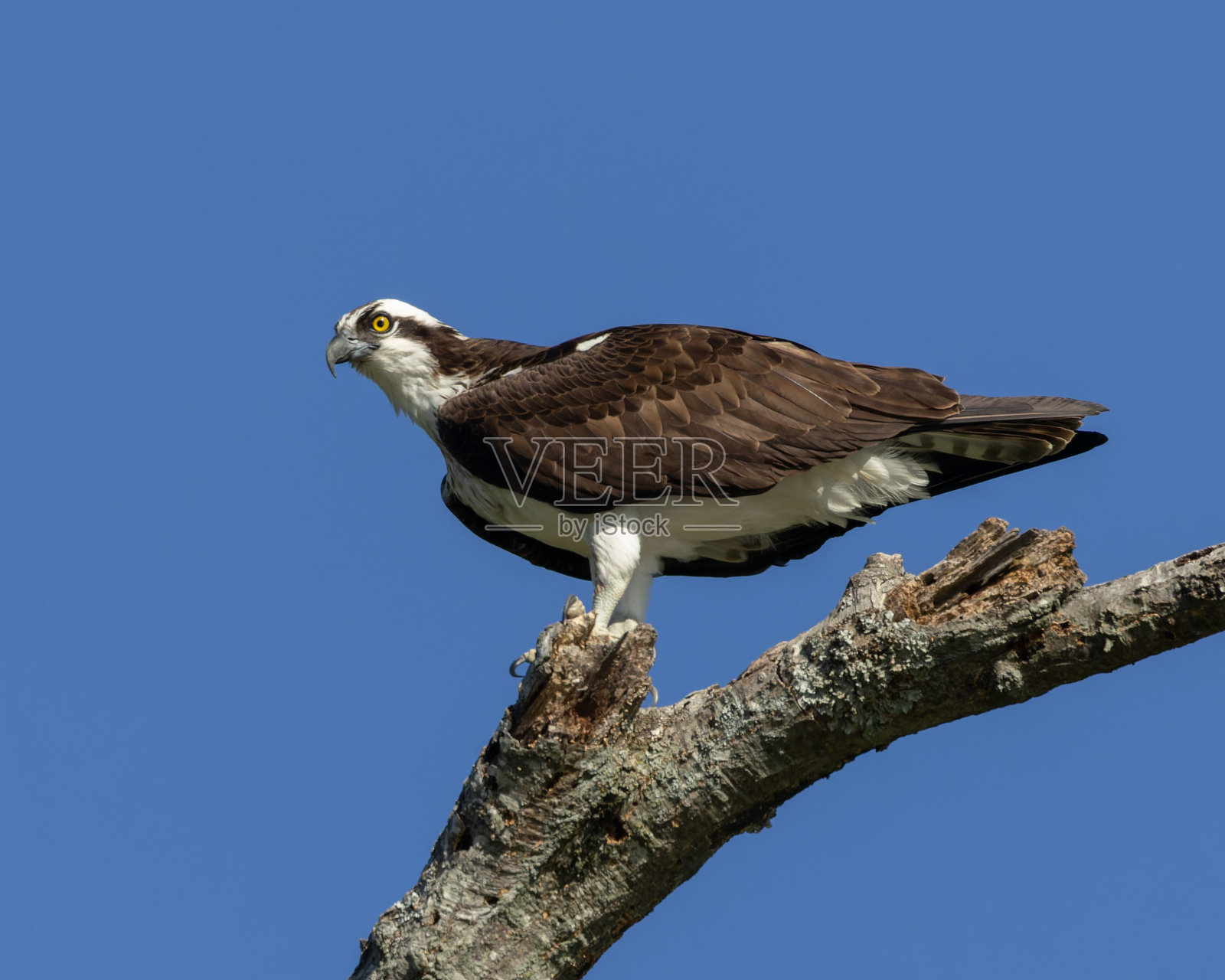 一只充满活力的鱼鹰栖息在树枝上的特写，背景模糊照片摄影图片