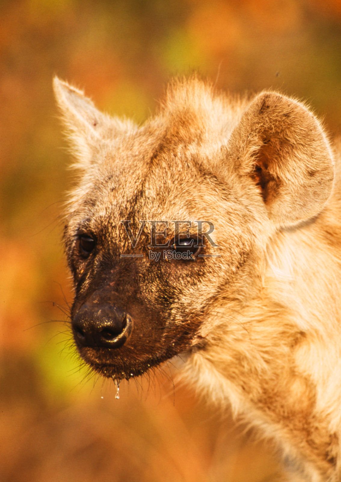 土狼照片摄影图片