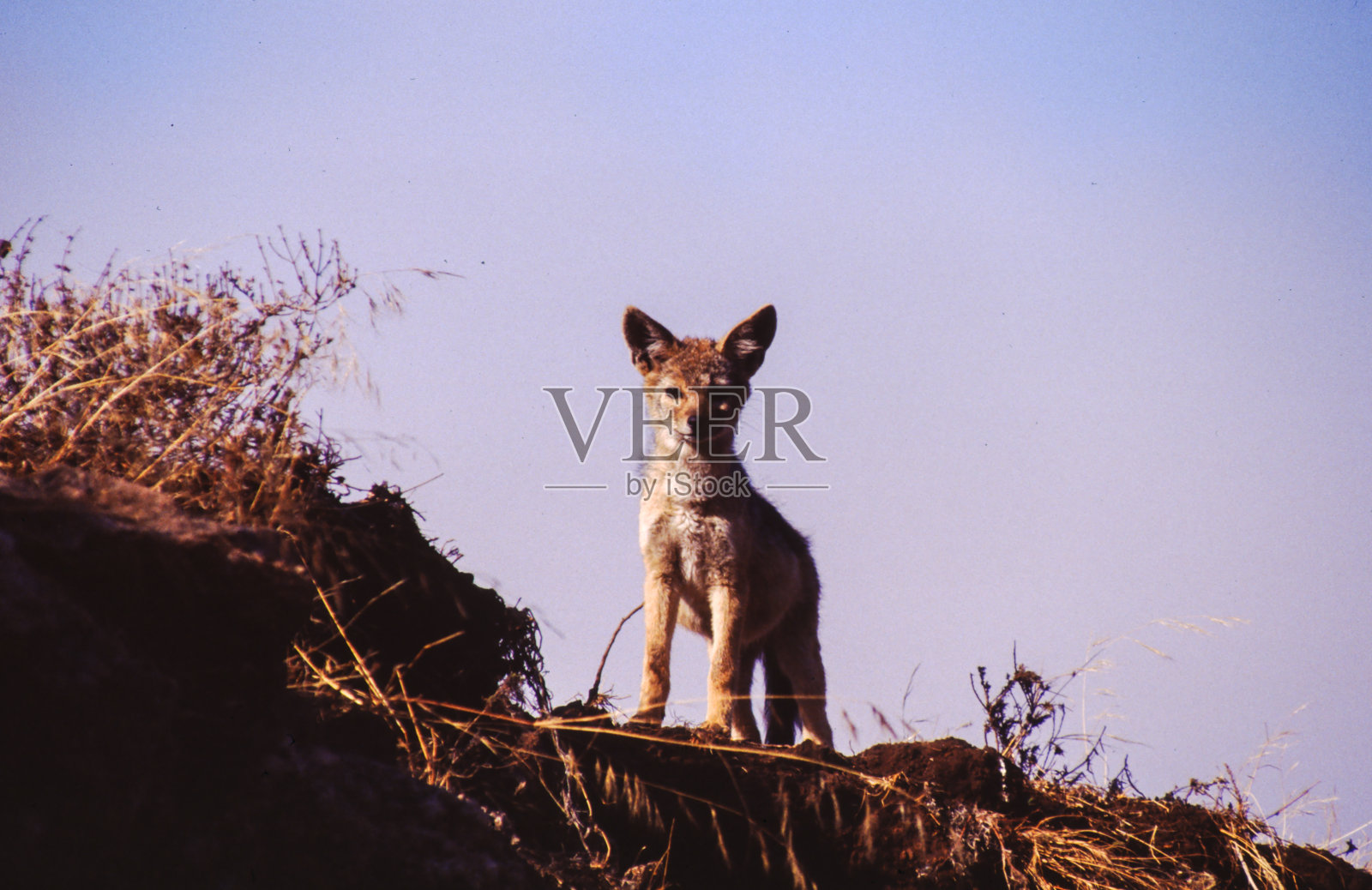 土狼照片摄影图片