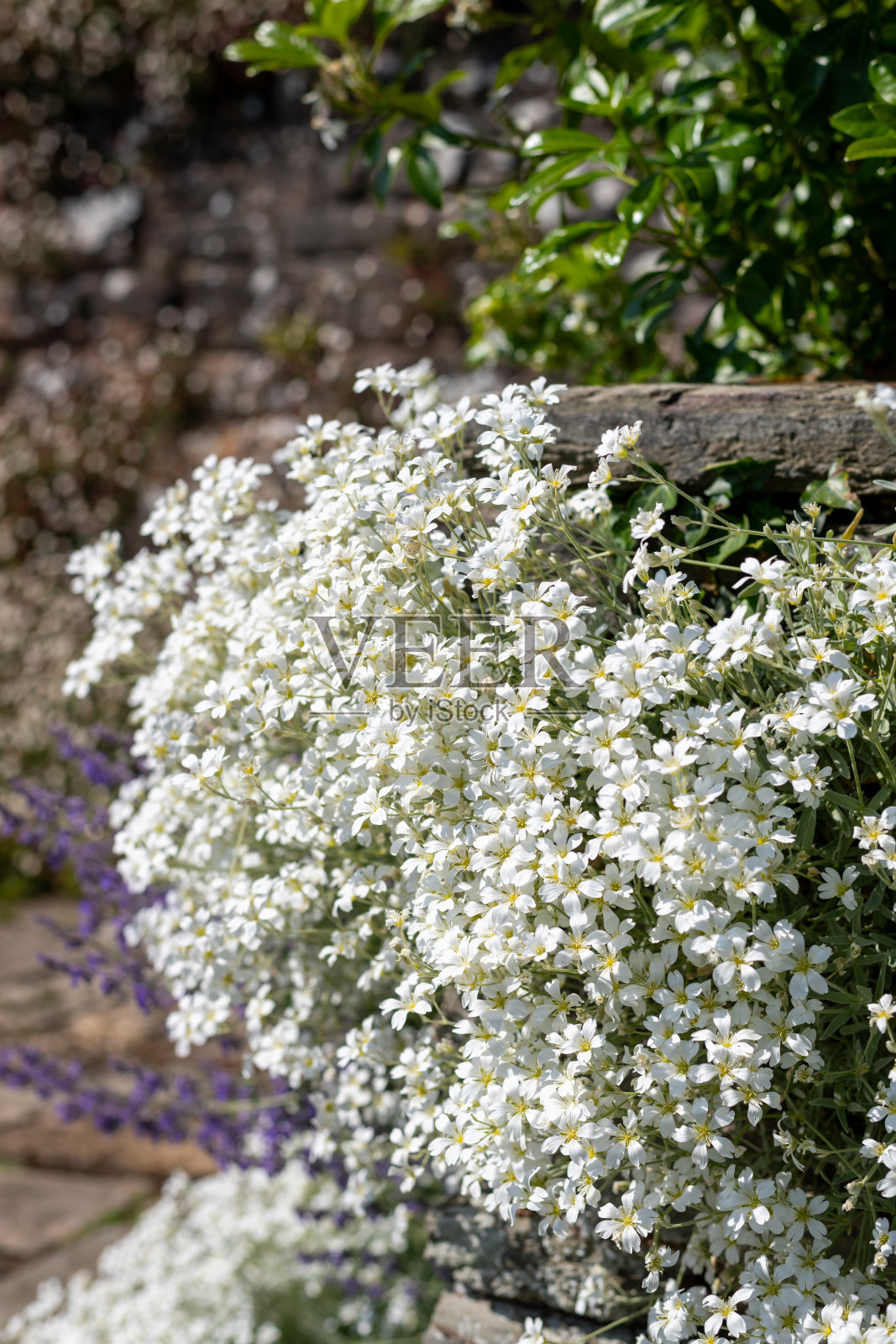 夏雪(cerastium tomentosum)花照片摄影图片