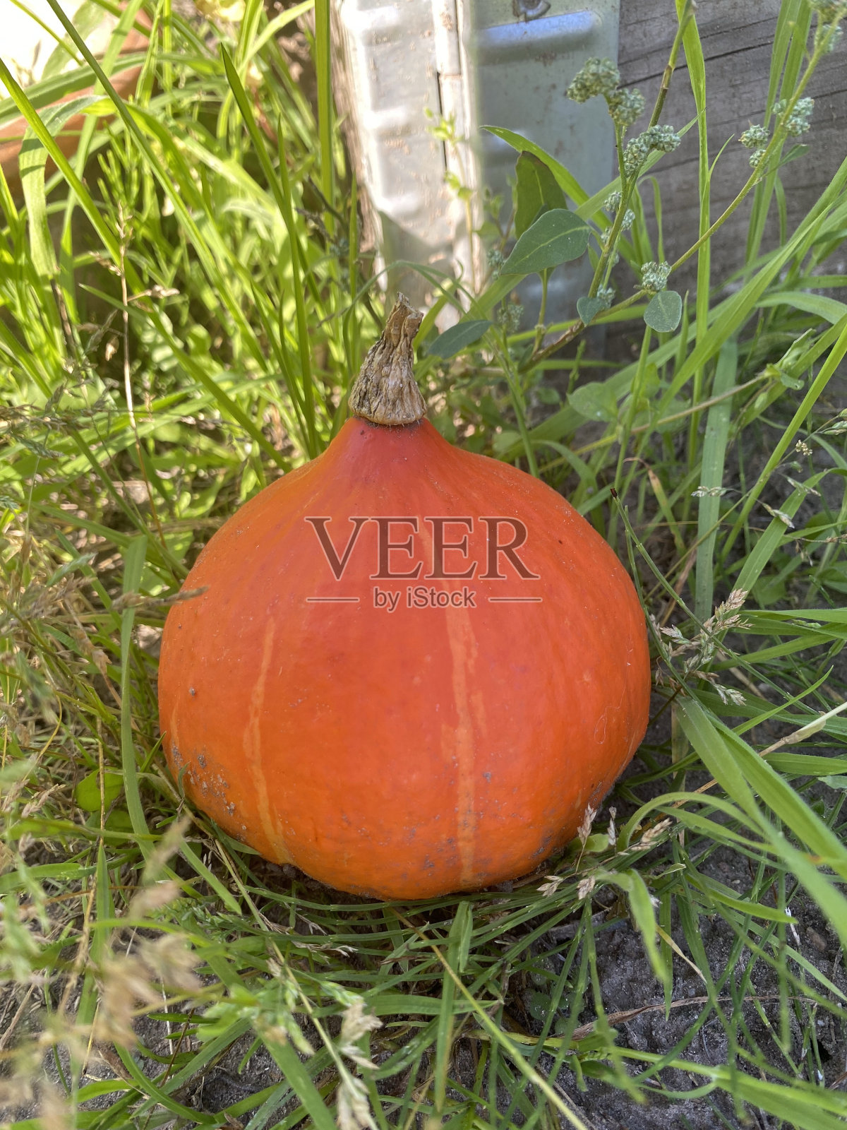 Pumkin照片摄影图片