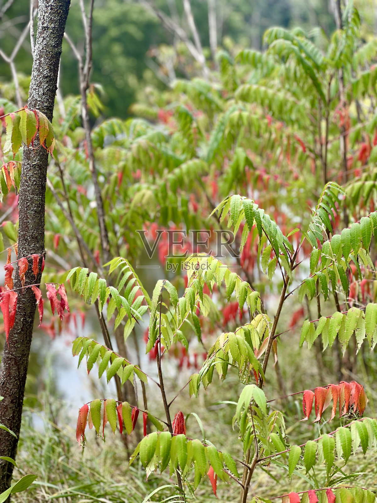 漆树照片摄影图片