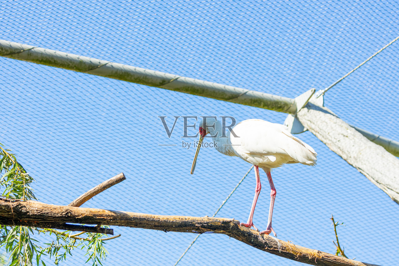 肯尼亚的非洲琵鹭(Platalea alba)照片摄影图片