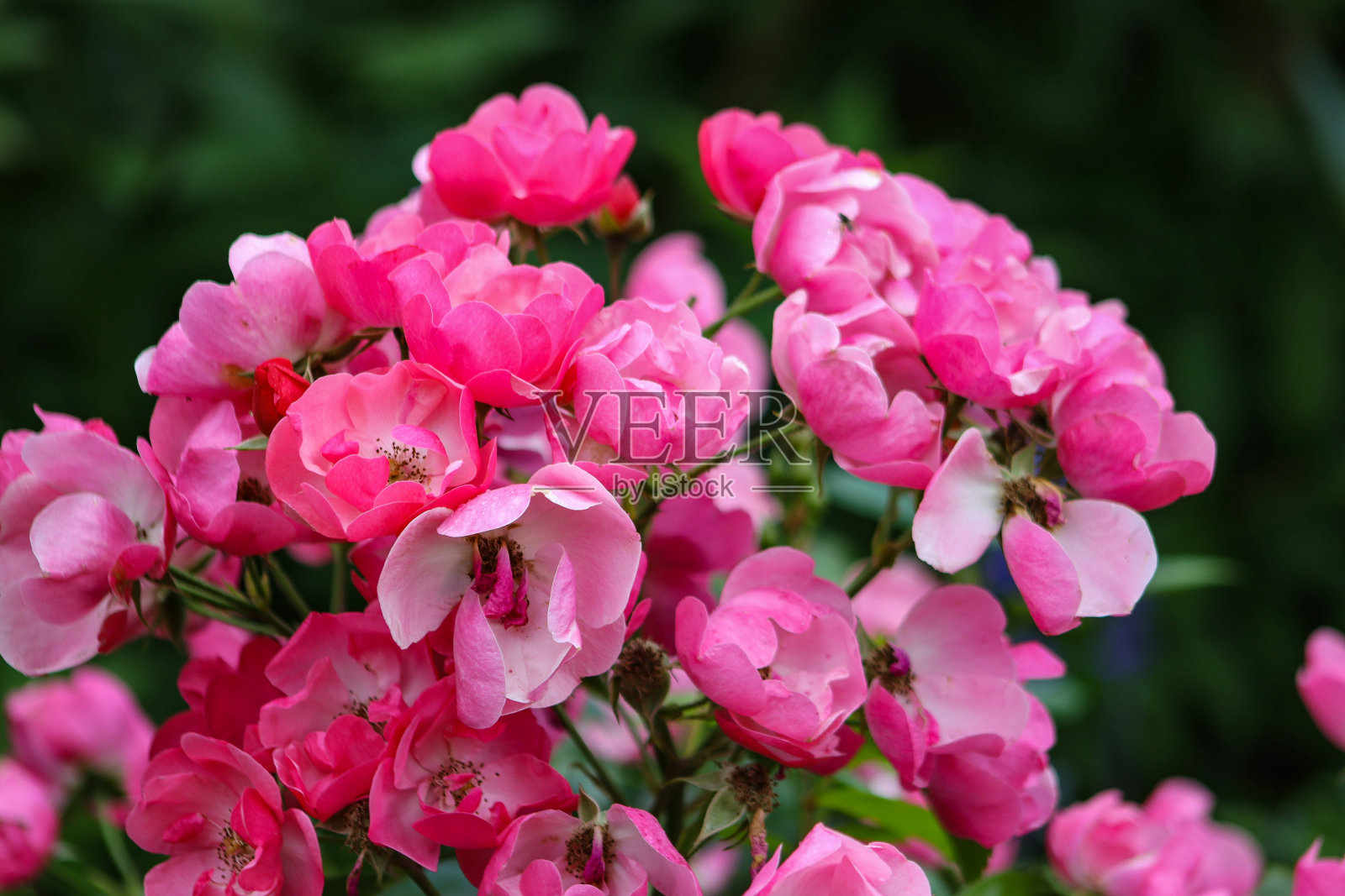 花园里的粉红玫瑰照片摄影图片