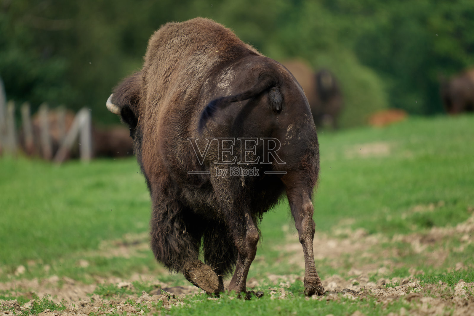 野牛照片摄影图片