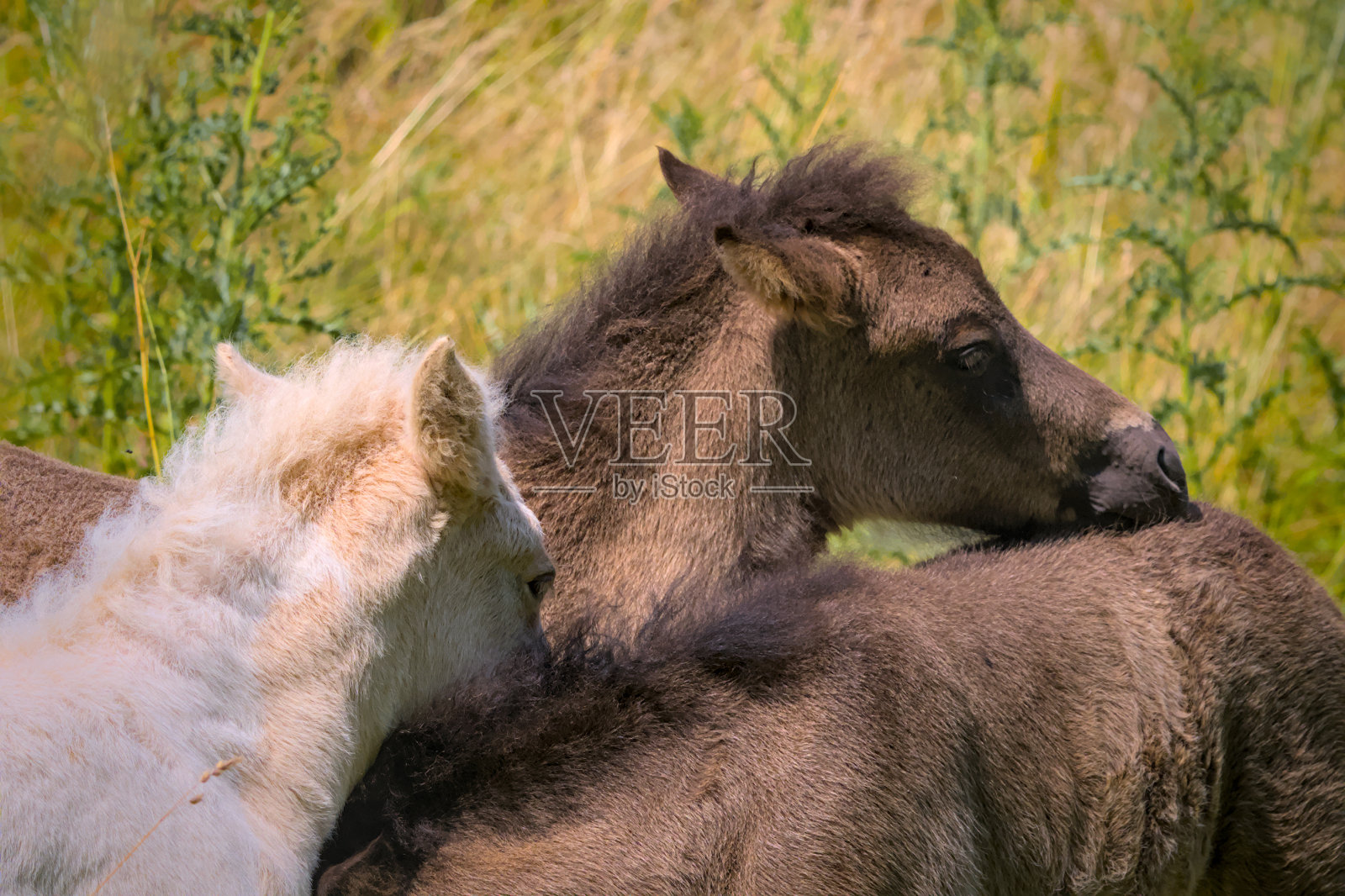 一群可爱的冰岛小马驹在草地上玩耍照片摄影图片