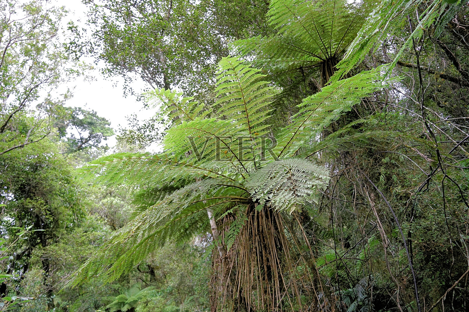 新西兰南岛照片摄影图片