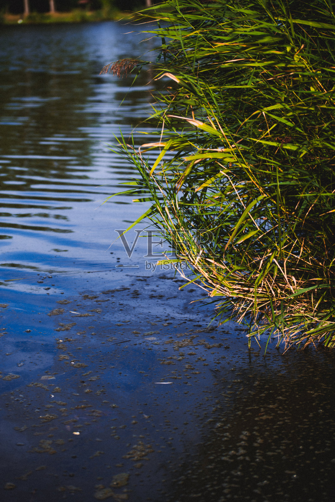 蓝藻盛开造成的水污染。水面上的绿藻。开花的水作为背景或纹理照片摄影图片