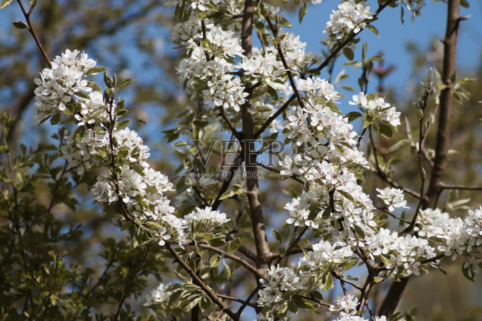 白梅树在春天开花照片摄影图片