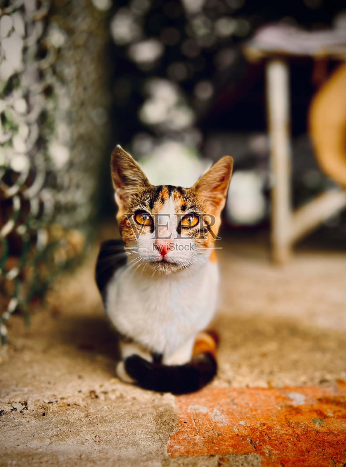 猫有强烈的橙色眼睛照片摄影图片