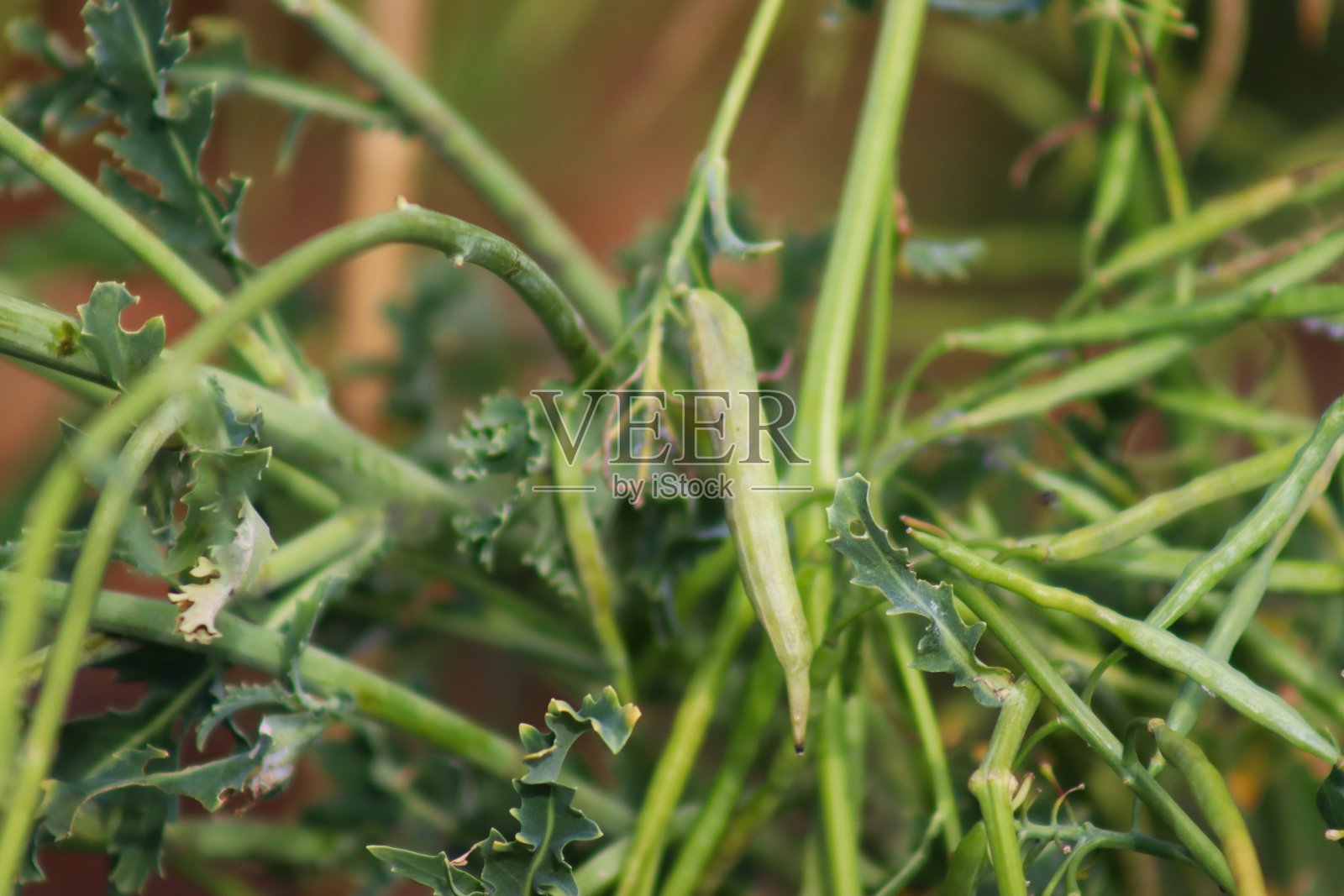 收集羽衣甘蓝种子照片摄影图片
