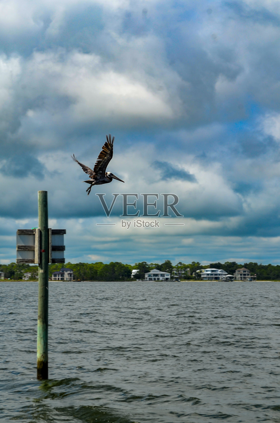 阿拉巴马州奥兰治海滩——鹈鹕起飞照片摄影图片