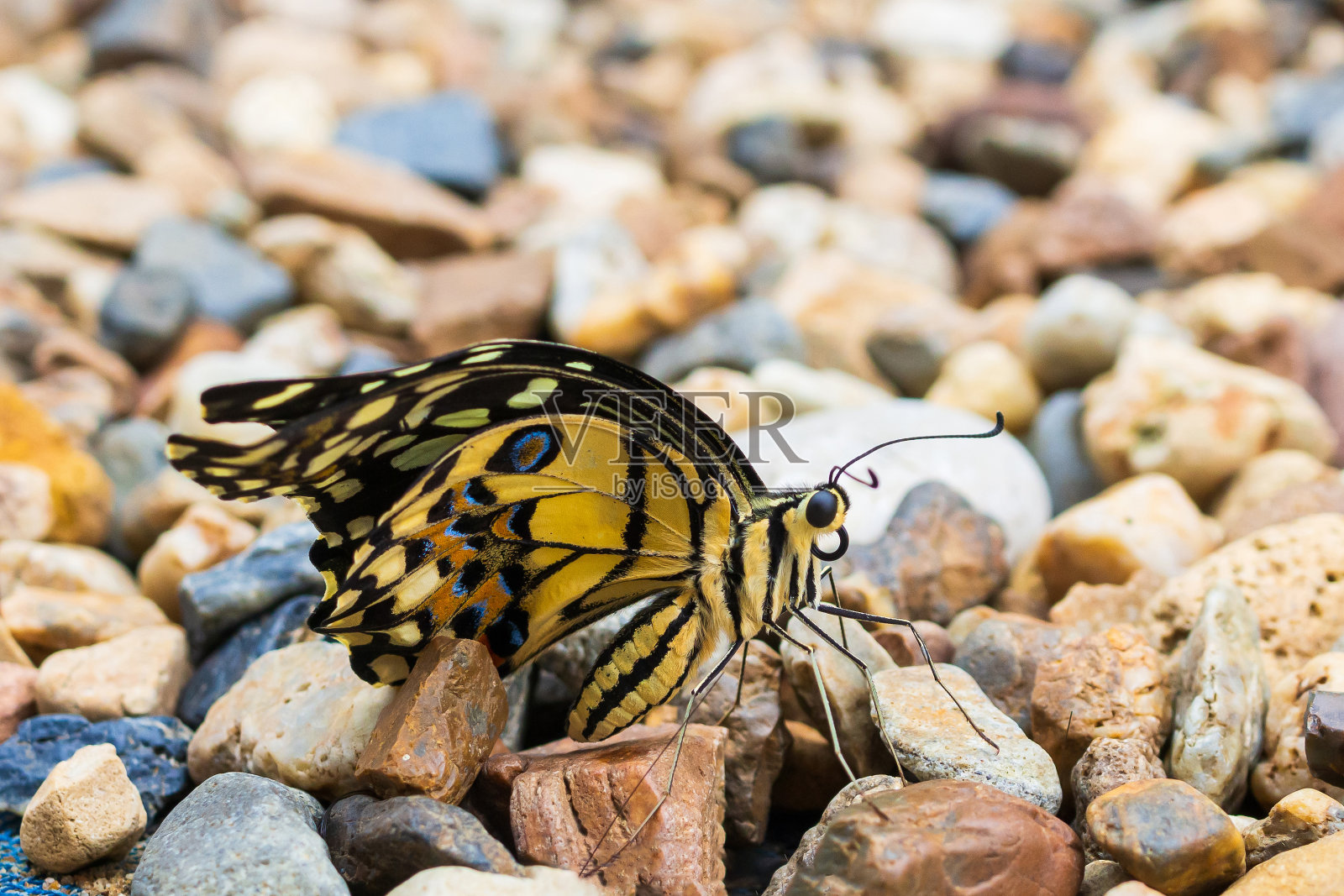 黄蝴蝶特写照片摄影图片