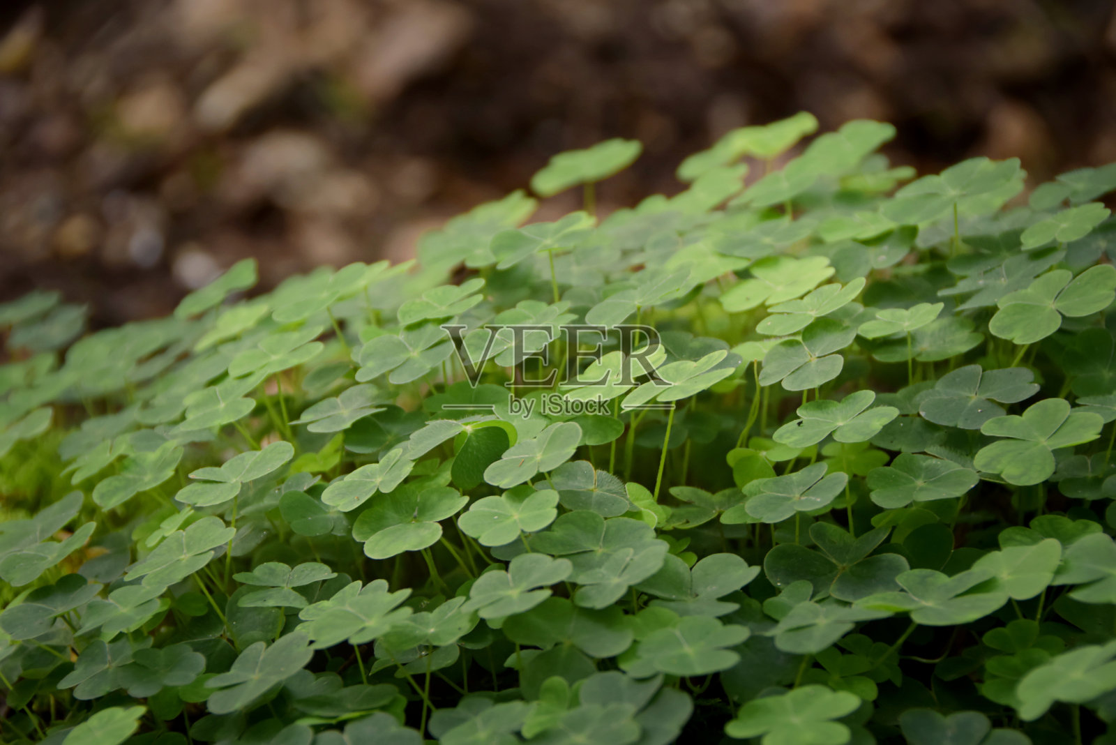 森林里的三叶草照片摄影图片