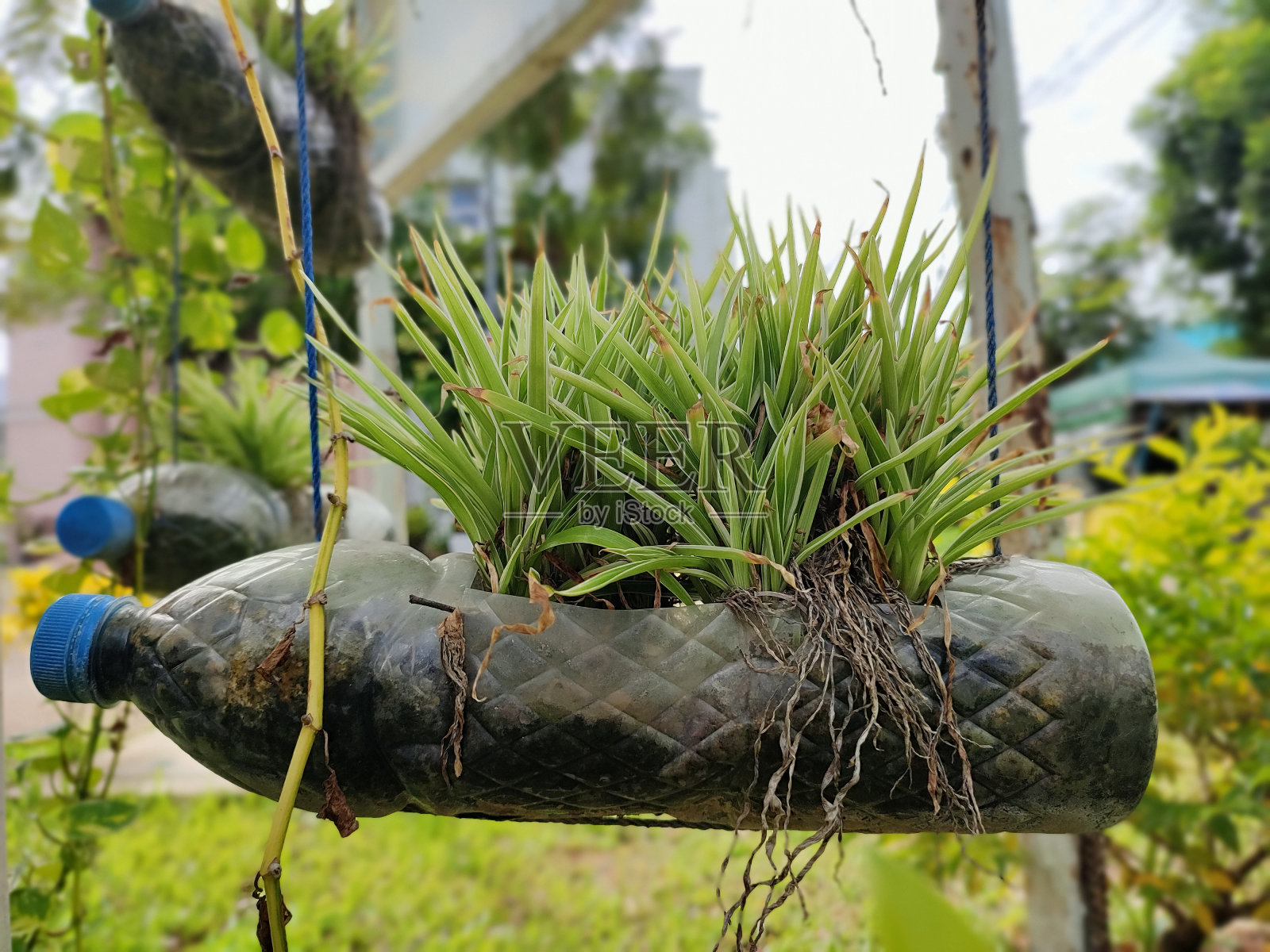绿色植物再生再造DIY设计塑胶水瓶，以永续方式减少浪费及环境问题照片摄影图片
