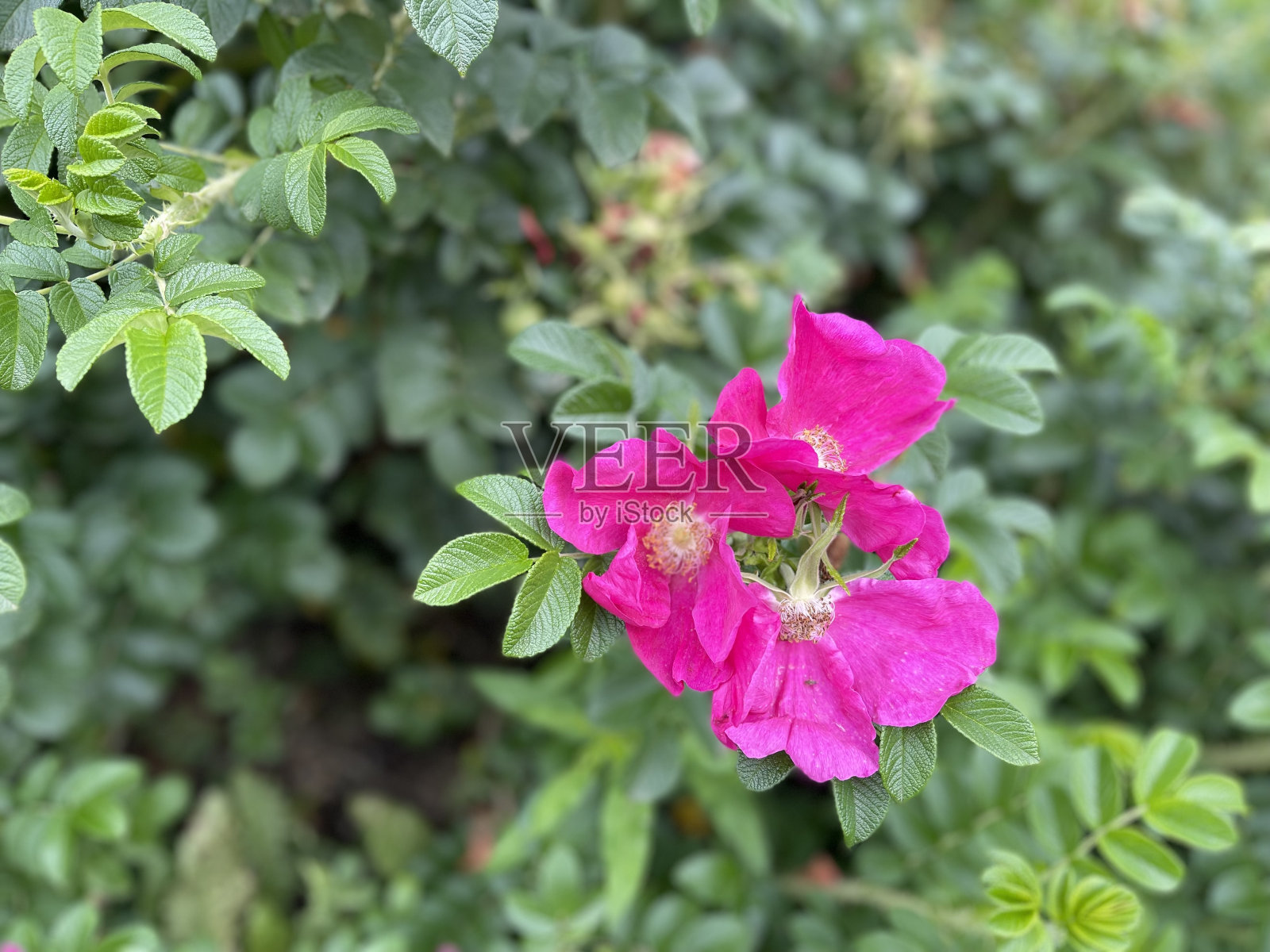 粉红色的花照片摄影图片